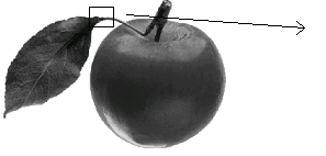 apple2