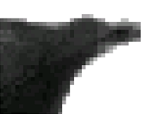 apple_detail_before_dither