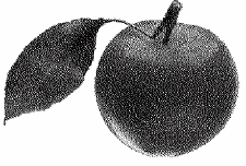 apple_error_diffuse